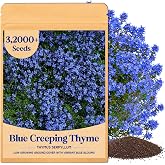 32000+ Blue Creeping Thyme Seeds for Planting, Thymus Serpyllum | Perennial Walkable Ground Cover Flower Seeds for Garden Paths, Stepping Stones, Rock Gardens &amp; Lawn Alternative