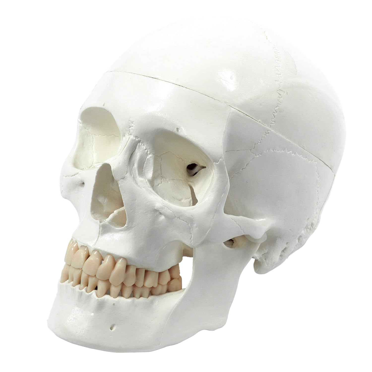 Cranstein E Cráneo humano: Modelo anatómico educativo de piezas