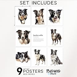 BigWig Prints Border Collie Wall Art - Border