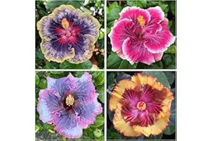 Mixed Hibiscus Seeds, 100+ Count, Perennial, Non-GMO Heirloom, for Outdoor Planting Garden Home