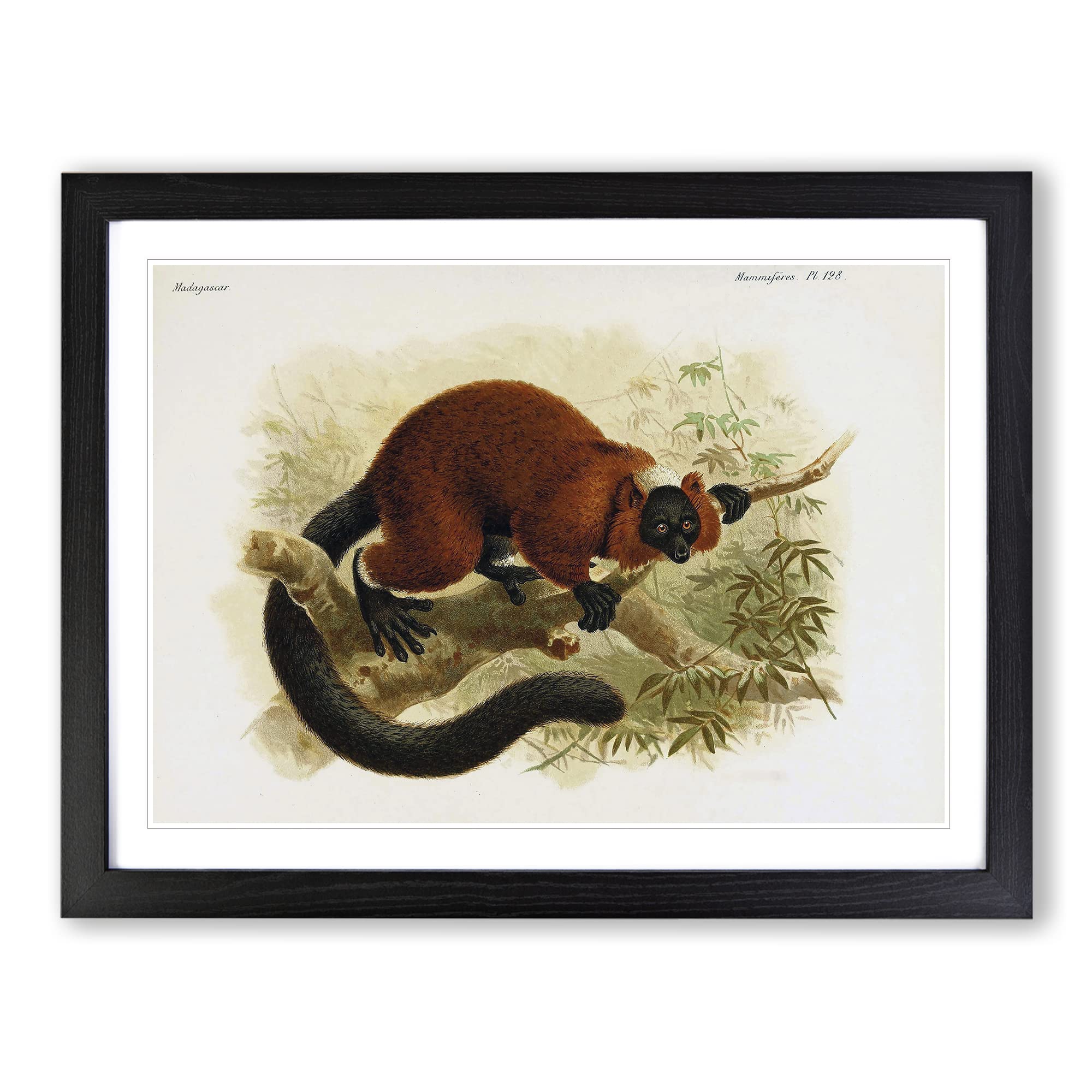 J.G. Keulemans Red ruffed Lemur 1 Vintage Framed Print | A4 Black Framed Wall Art | Ready to Hang | Classic Nature Picture | Living Room Bedroom Lounge Office