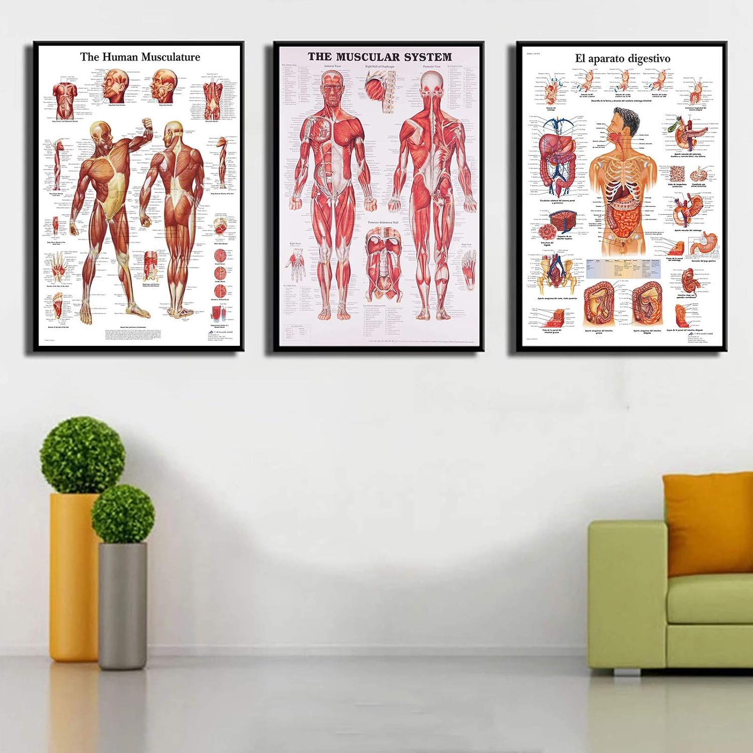 Wall Poster Muscular System,3 Muscular & Skeletal System Anatomical ...