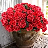 Hananona 6 Pcs Artificial Geranium Flowers for Outdoors Geranium Silk Red Flower Outdoor UV Resistant Garden Plants Faux Flowers for Christmas Home Kitchen Table Centerpieces Decor (6, Red)