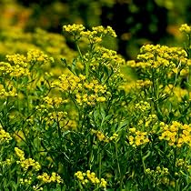 Ruta graveolens Fragrant Seeds Herbs rue Organic Original from ...