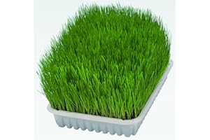 Trixie Cat Grass 100G (Including Tray)