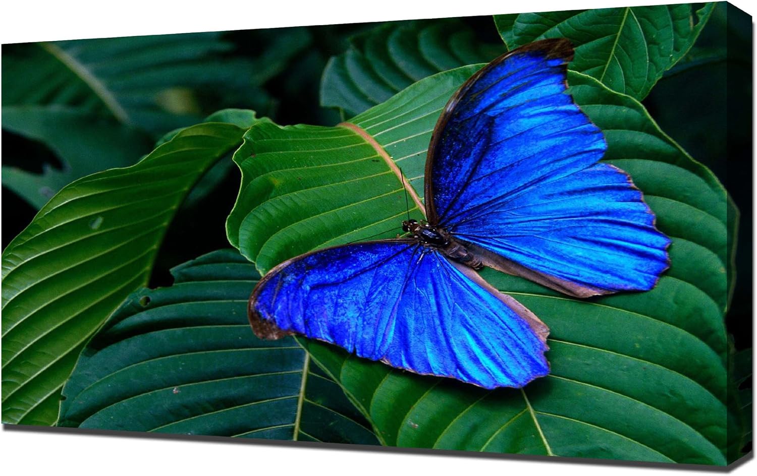 Amazon Com Pingooprints Blue Butterfly Canvas Art Print Wall