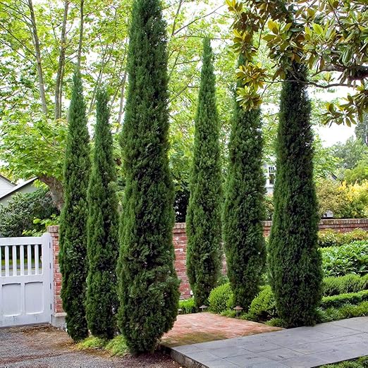 Pair Of Italian Cypress Trees 1 2 1 4m Tall Ornamental Evergreen
