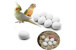 FOIBURELY 8 Pcs Solid Parrot Plastic Eggs Hatching Eggs Green Cheek, Lorikeet&Ringneck Dove, Quaker, Cockatiel. Trick The Birds to Stop Laying Eggs, Plastic Eggs