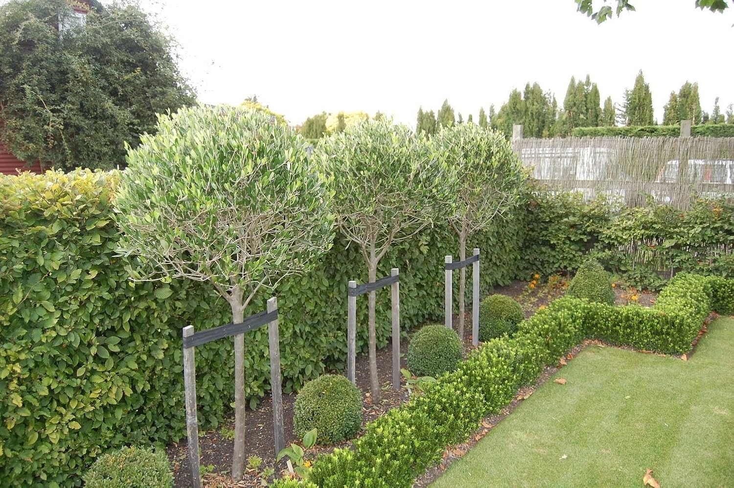 Riesiger Hochstamm Olivenbaum Olea Europaea Frosthart Bis 10 Grad Gesamthohe Ca 230 240 Cm Davon Stammhohe Ca 100 Cm Frisch Aus Der Baumschule Amazon De Garten