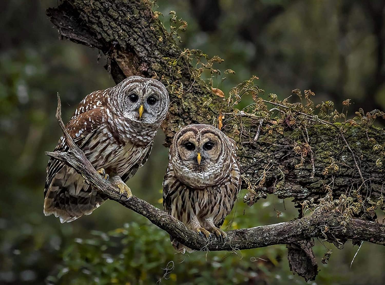 Amazon 2つのワシが小枝に立つ1000ピースのジグソーパズル非常に挑戦的な大人と10代のカジュアルなジグソーパズル 大型パズル75x50cm ジグソーパズル おもちゃ