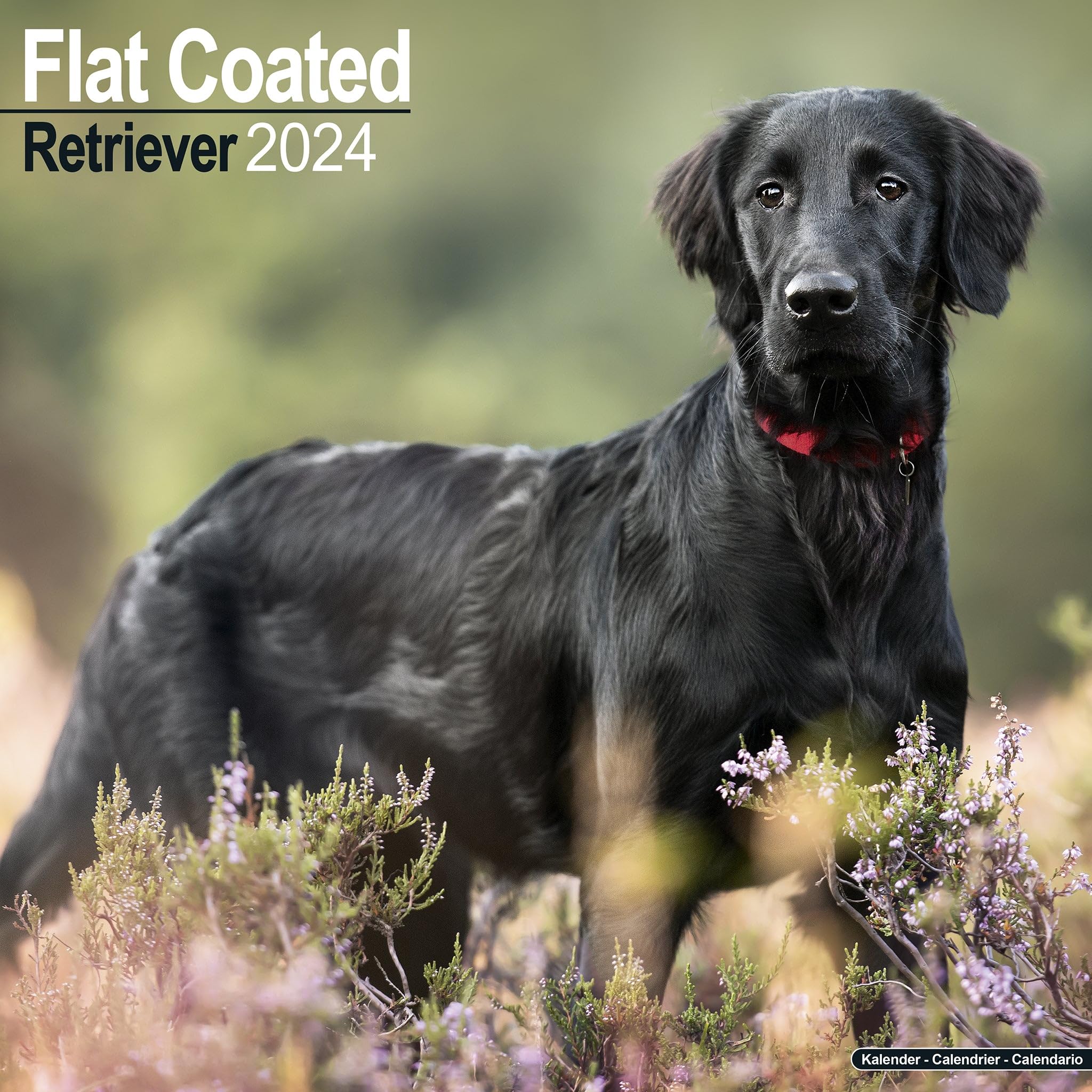 Flatcoated Retriever Calendar 2024 | Square Dog Breed Wall Calendar - 16 Month