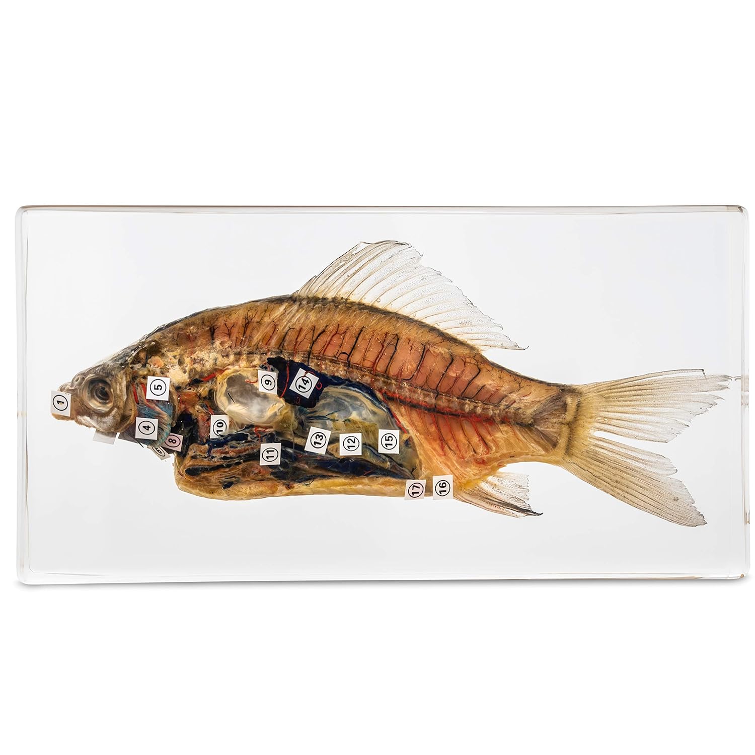 Fish Dissection Specimen for Science tillescenter Specimens Science
