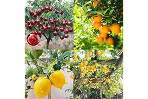 VISTATU 150+ Pcs Seeds Dwarf Bonsai Fruit Tree Seeds Non-GMO for Planting Lemon Cherry Orange Tree Seed(50 Pcs for 3 Pack)