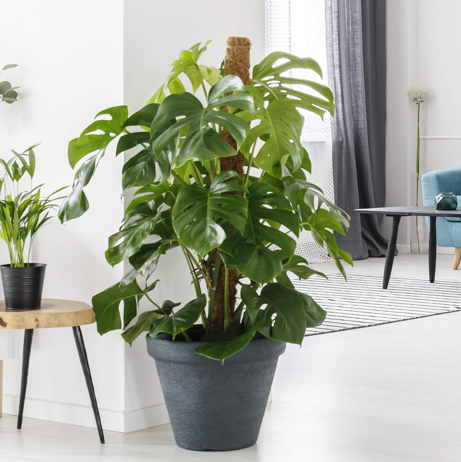 Monstera deliciosa (Swiss Cheese Plant) in 14cm Pot 50cm Tall Houseplant, Green - Image 3