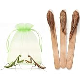Carolina Praying Mantis Egg Case on a Wooden Stick Attached,with Outdoor Hatching Bag(Three Carolina Praying Mantis Eggs) &ndash;Includes 50-200 Nymphs | Perfect for STEM Education, Eco-Friendly Garden