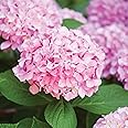 Garden State Bulb Pink Beauty Hydrangea Shrub, Bare Root, Spring Planting (Bag of 2)