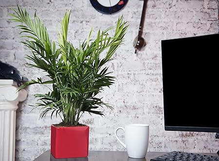 Exotic Green Red Square Shape Ceramic Plant Without Plant (Pot/Planter/Gamla)