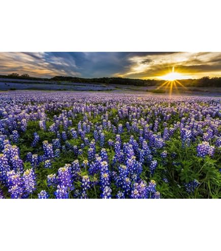 Amazon.com: Gifts Delight Laminated 36x24 inches Poster