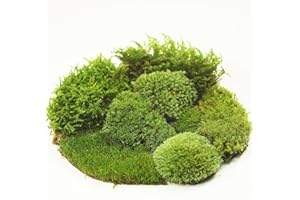 GENERIC Fresh Live Moss Variety Pack - Ideal for DIY Terrariums, Miniature Bonsai, Potted Plants, Reptiles, Succulents, Orchids, Home Decor, and Moss Art (Four Different Varieties of Cultivated Live Moss)