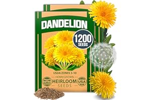 HOME GROWN Dandelion Seeds for Planting – 1200 Heirloom Medicinal Herb Seeds Grow Edible Leaves and Flowers for Remedies or Wildlife (Taraxacum officinale)
