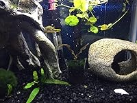 Review Image by Gretchy Gretchy