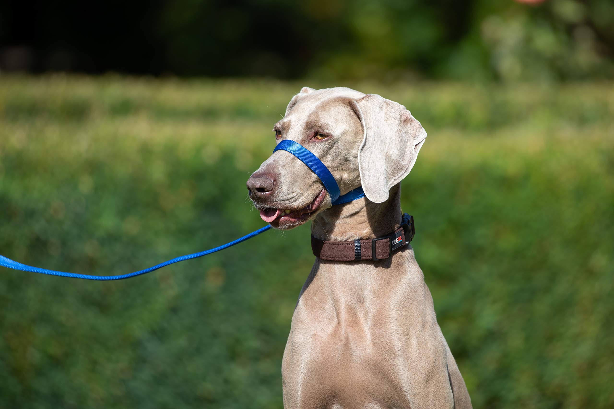 UniWalker Figure of 8 Training Lead For Dogs That Pull. Soft, Padded.& Comfortable. 3 Leads in 1. Blue — image 1