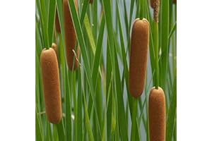 Chalily Graceful Cattail, a Great Live Pond Plant for Your Water Garden. Filters The koi and Goldfish Pond. Good for Bogs, Plant Shelf or Shallow Water This marginal Aquatic is a Real Beauty