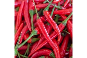AXEL'S GARDEN SEEDS Cayenne Pepper Seeds for Planting Outdoors | Non GMO Heirloom Seed Packets | Full Planting Instructions to Plant & Grow Vegetables in Home Garden | 100 Cayenne Pepper Seeds Per Packet, 1 Packet