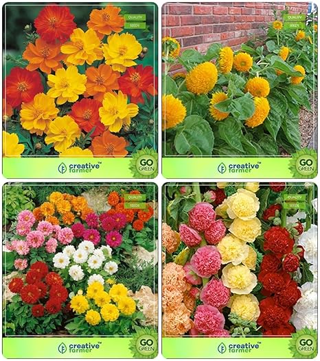 Creative Farmer Flower Seeds : Flower Seeds For All Season Combo Cosmos, Sunflower Teddy Bear, Dahlia Variabillis, Hollyhock Garden Flower Seeds Pack By CreativeFarmer