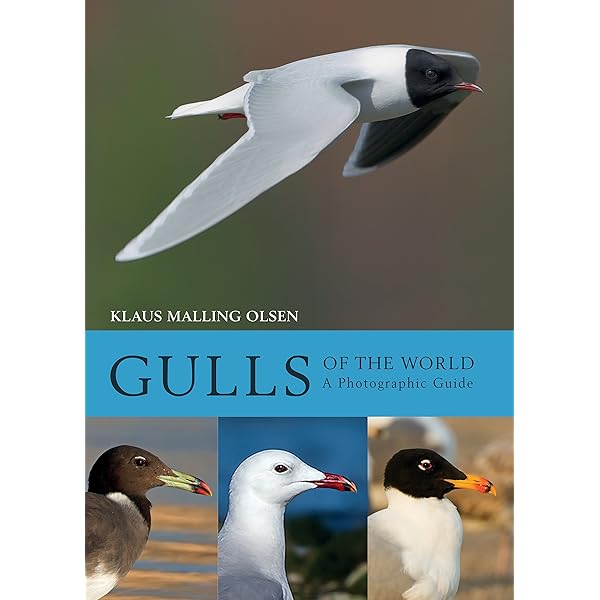 Gulls of Europe, Asia and North America (Helm Identification