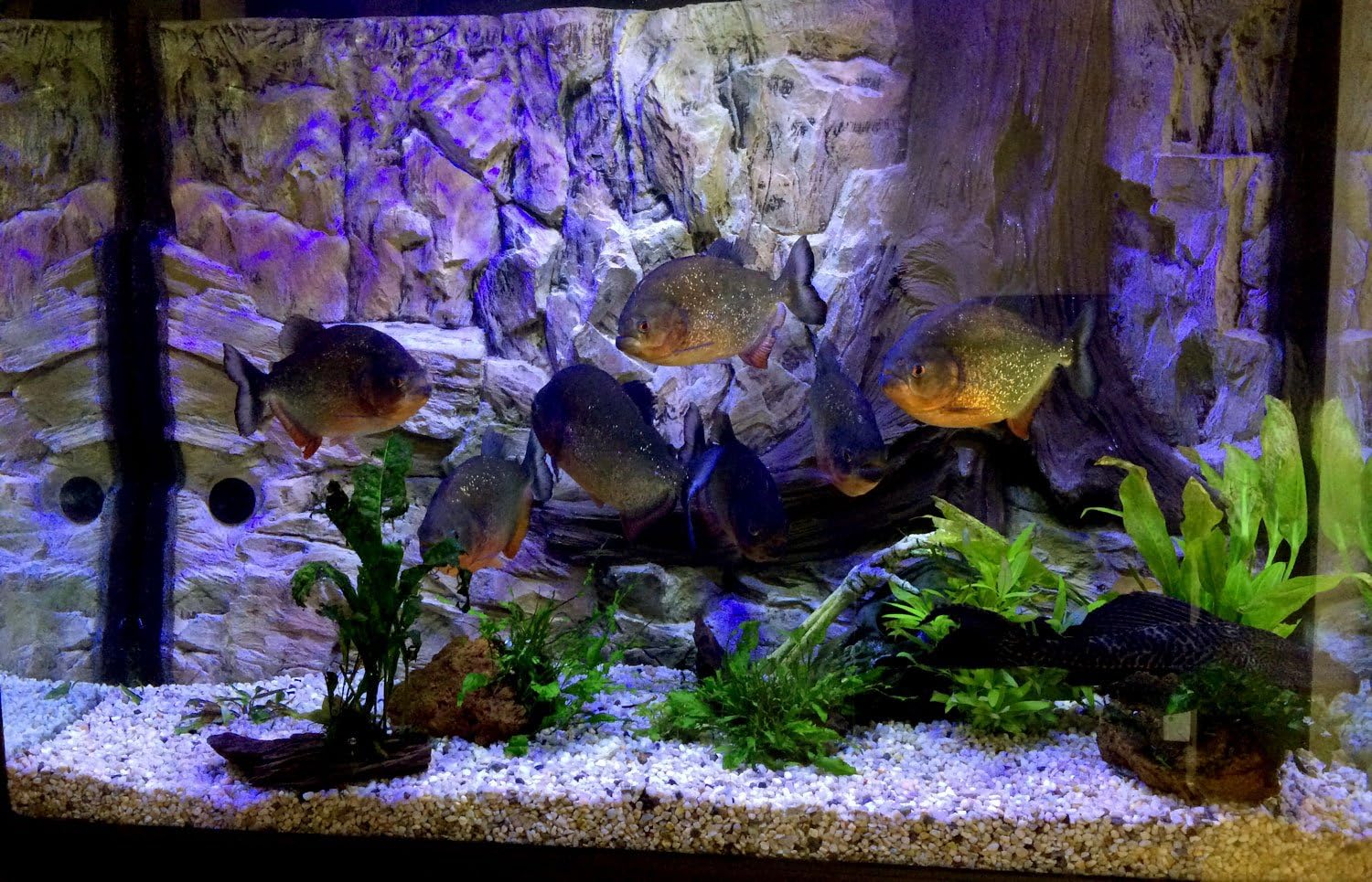 Super Saturday Aqua Maniac 3D Aquarium Background Rock And Root With