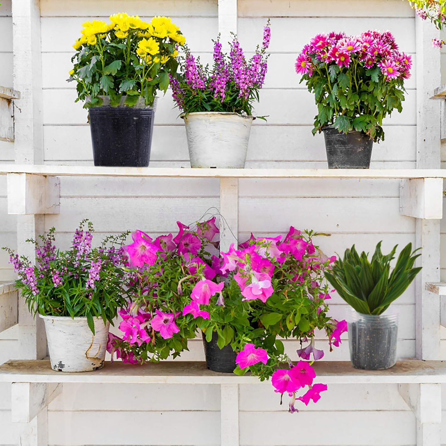 Plant Nursery Pots 6/4/3 Inch 20pcs Labels, Transparent Plastic Planter with Drainage Hole for Indoor Succulent herb Planter ,Seed Starting Pot Flower Plant Container for Seedlings, Cuttings 36 Packs: Kitchen & Dining