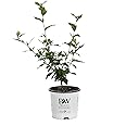 1 Gal. Blue Chiffon Rose of Sharon (Hibiscus) Live Shrub, Blue Flowers