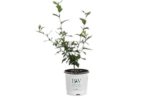 PROVEN WINNERS 1 Gal. Blue Chiffon Rose of Sharon (Hibiscus) Live Shrub, Blue Flowers