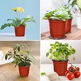 Augshy 110 Pcs 4 Inch Red Plastic Plant Nursery Pots Succulent Seedling view 7