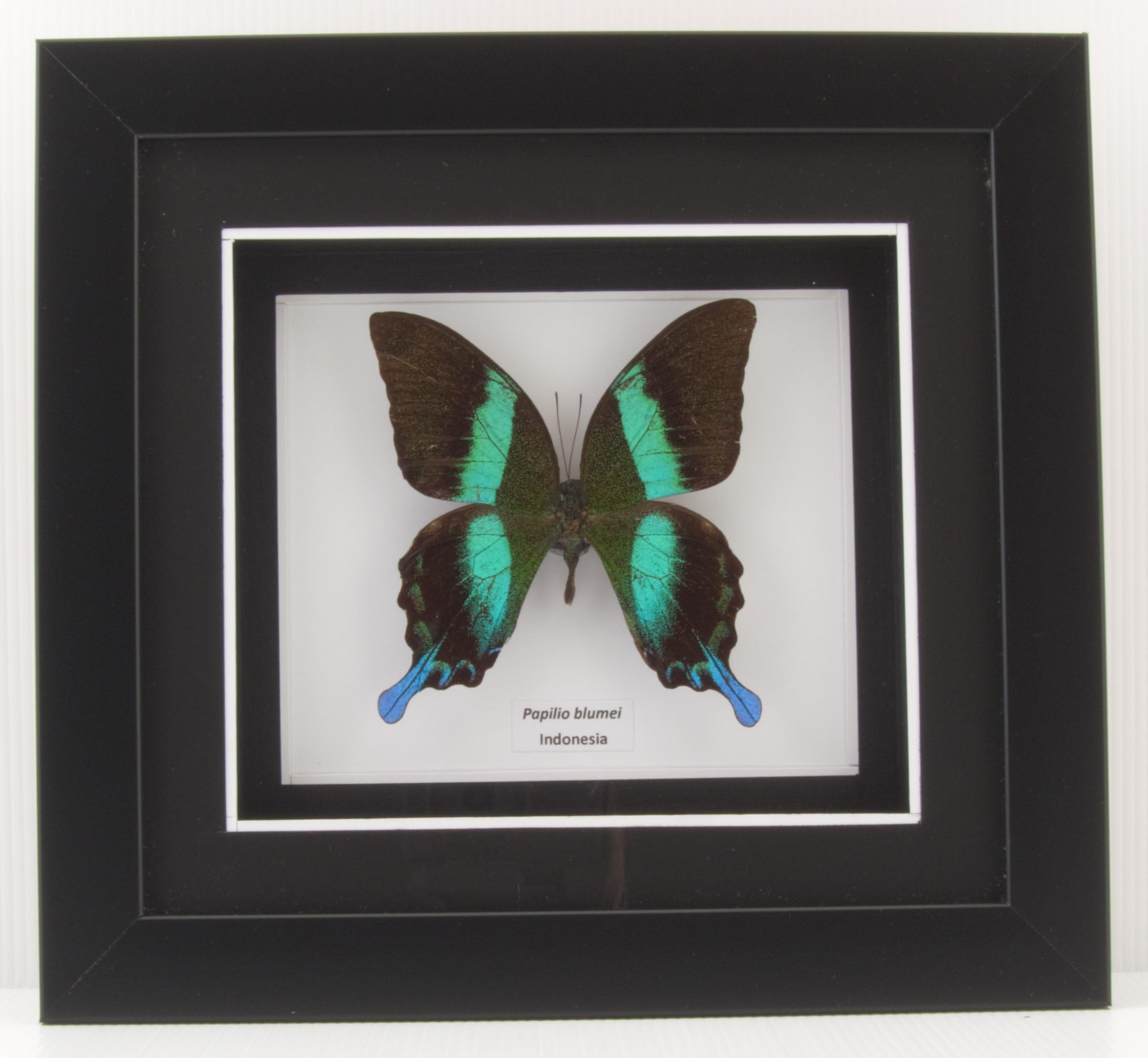 Brave Wings Papilio blumei (Green Swallowtail) - OOAK Home Decor Wall Decoration Taxidermy Butterfly Mounted in Matted Poly Frame A-
