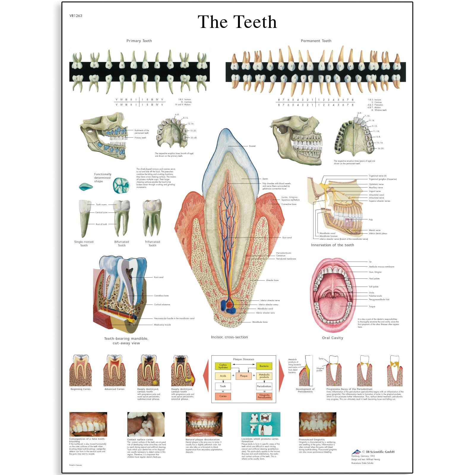 3B Scientific Human Anatomy - The Teeth Chart, Paper Version, VR1263UU
