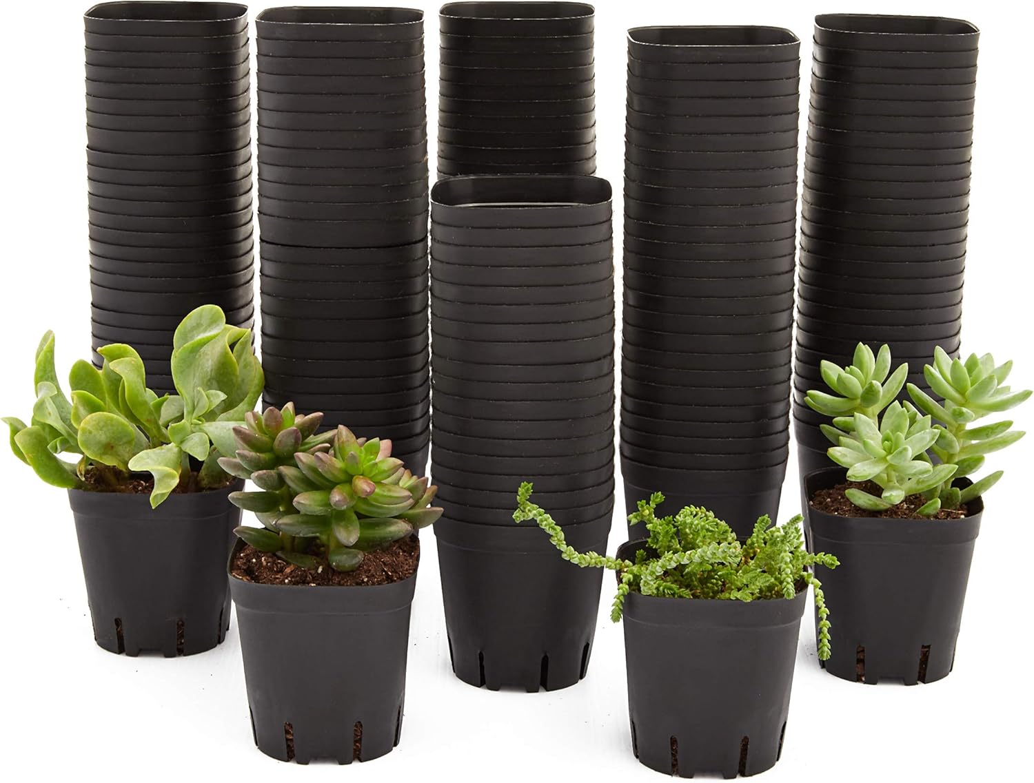 Square Nursery Plastic Flower Pots for Plants, Seedlings (2.6 in, 150 Pack): Garden & Outdoor