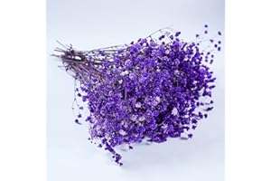 Birtlynn Preserved Baby's Breath 3 Bunches, 100% Natrual Fresh Gypsophila Long Lasting Flowers for Vase Arrangements Home Decoration Photo Props Parties and Weddings, DIY Décor-Purple