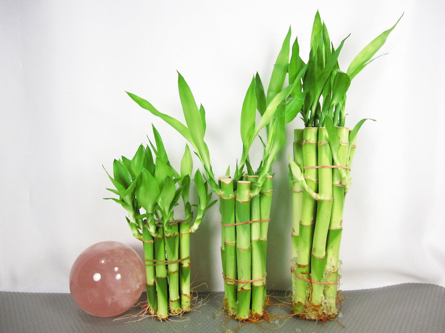 Lucky Bamboo 4�� Inches Spriral 10 Stalks 10 Bottles of mo