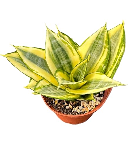 Amazon.com : Sansevieria Snake Plants, Live Indoor Plant (Moonshine, 6  inch) : Patio, Lawn & Garden