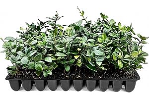 FLORIDA FOLIAGE Star Jasmine | 10 Live Plants | Trachelospermum Jasminoides | Fragrant Blooming Evergreen Vine, Low Maintenance, Climbing, White Flowers, Attracts Pollinators, Drought Tolerant