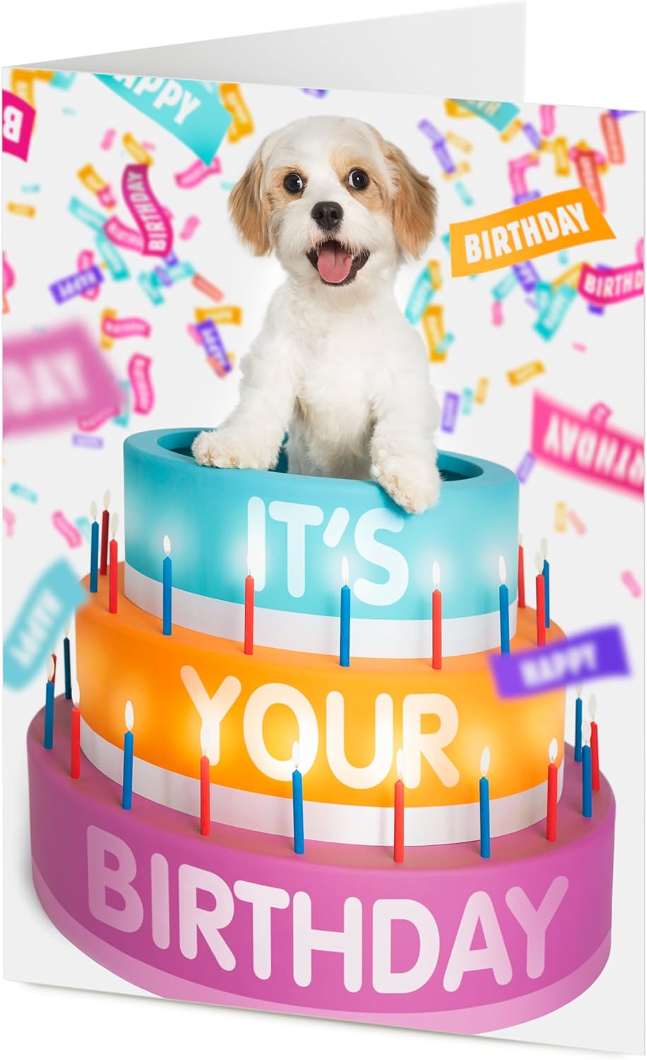 cavachon x bichon frise