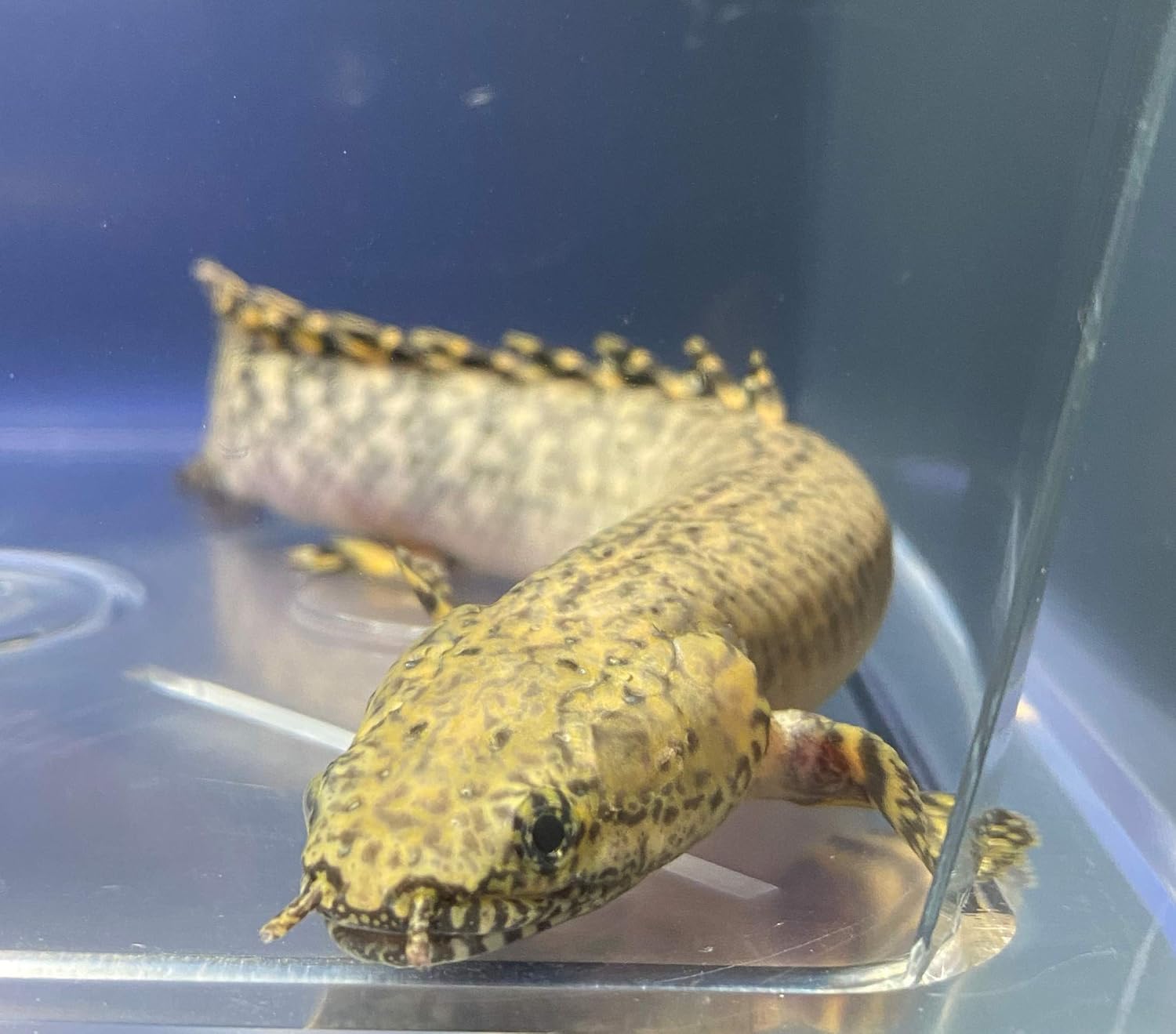 Amazon 熱帯魚 ポリプテルス オルナティピンニス 18cm 安心サイズ １匹 東京倉庫出荷 アクアショップピラルク 観賞魚 水中生物 通販