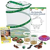 Butterfly Garden with Two Cups of Caterpillars - Plus Butterfly Life Cycle Stages