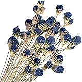 XHXSTORE 40 Pcs Natural Dried Flowers Bouquet Bulk Blue Dried Craspedia Billy Button Balls Flowers Dried Floral Arrangements