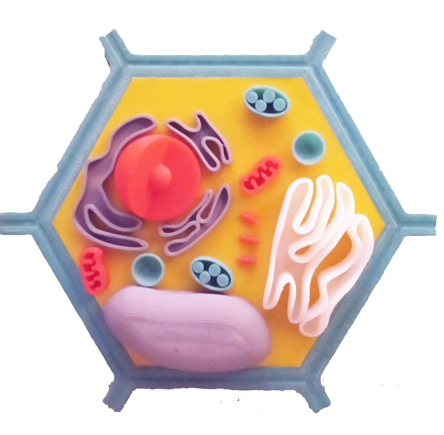 Buy Subi Ph 16 Plastic 3d Print Plant Cell Model Multi Colour Online At Low Prices In India Amazon In