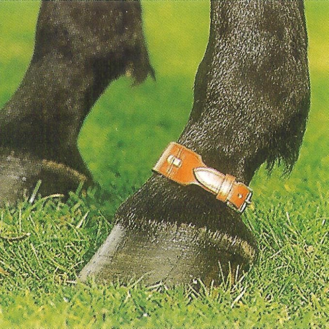 Horse Therapy Pastern Strap (ExtraLarge) Amazon.co.uk Pet Supplies