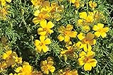 David's Garden Seeds Flower Marigold Lemon Gem 100