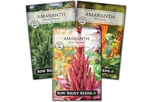 Sow Right Seeds - Collection of Amaranth Seeds for Planting - Non-GMO Heirloom Packets with Instructions to Grow an Outdoor Home Garden - Includes Bronze, Red & Green Garnet - Striking Cut Flowers